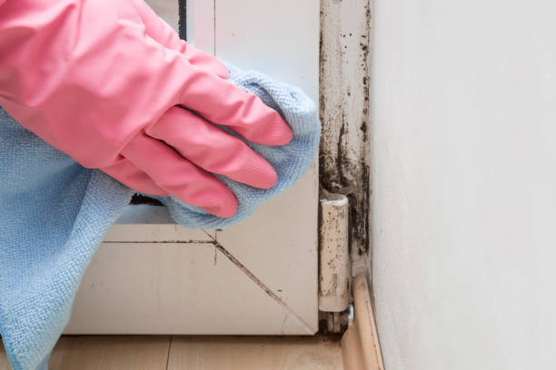 Best Office Mold Removal Services  in Sardinia, OH